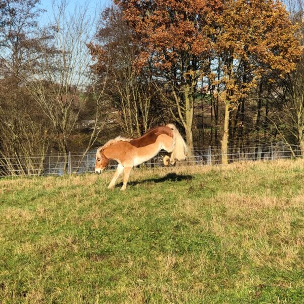 received_1480895062081549