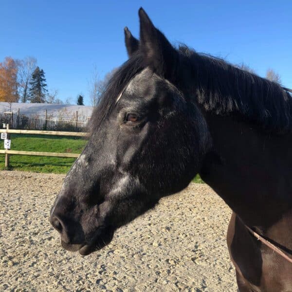 received_2433545930226649