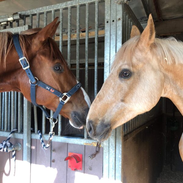 received_433033707633263