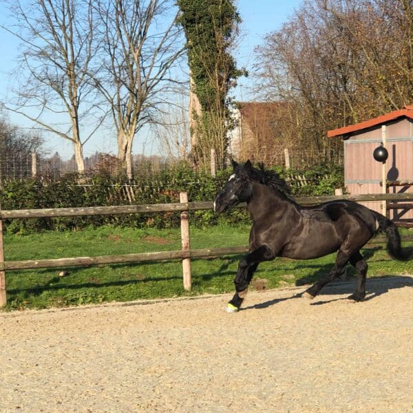 received_443296496588772