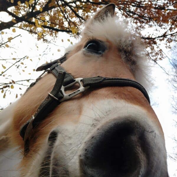 received_517973778793499