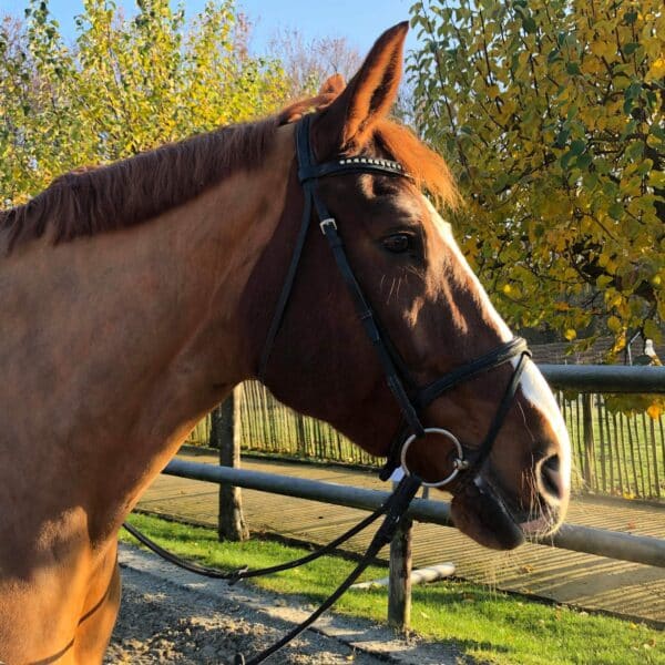 received_600419470699447