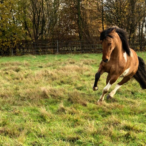 received_966635087036457